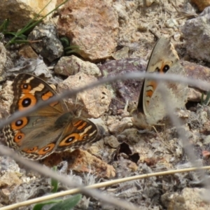 Junonia villida at Gilmore, ACT - 11 Mar 2021