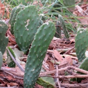 Opuntia stricta at Gilmore, ACT - 11 Mar 2021