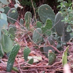 Opuntia stricta at Gilmore, ACT - 11 Mar 2021