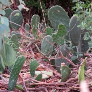 Opuntia stricta at Gilmore, ACT - 11 Mar 2021