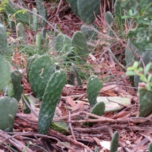 Opuntia stricta at Gilmore, ACT - 11 Mar 2021