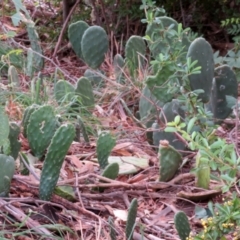 Opuntia stricta at Gilmore, ACT - 11 Mar 2021