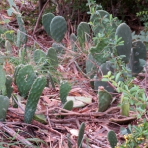 Opuntia stricta at Gilmore, ACT - 11 Mar 2021