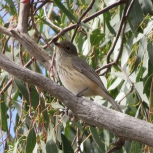 Pachycephala rufiventris at Gilmore, ACT - 11 Mar 2021