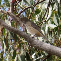 Pachycephala rufiventris at Gilmore, ACT - 11 Mar 2021