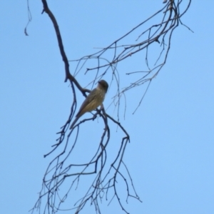 Pachycephala rufiventris at Gilmore, ACT - 11 Mar 2021