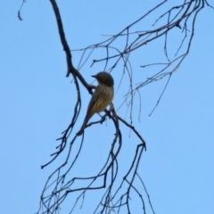 Pachycephala rufiventris at Gilmore, ACT - 11 Mar 2021