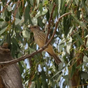 Pachycephala rufiventris at Gilmore, ACT - 11 Mar 2021