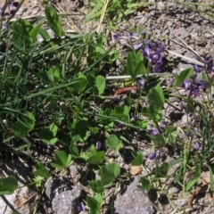 Glycine tabacina (Variable Glycine) at Holt, ACT - 26 Feb 2021 by pinnaCLE