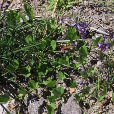 Glycine tabacina (Variable Glycine) at Holt, ACT - 25 Feb 2021 by pinnaCLE