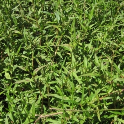 Persicaria prostrata (Creeping Knotweed) at Holt, ACT - 26 Feb 2021 by pinnaCLE