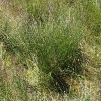 Carex appressa (Tall Sedge) at Holt, ACT - 25 Feb 2021 by pinnaCLE