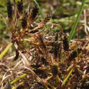 Cyperus sanguinolentus at Holt, ACT - 26 Feb 2021 10:52 AM