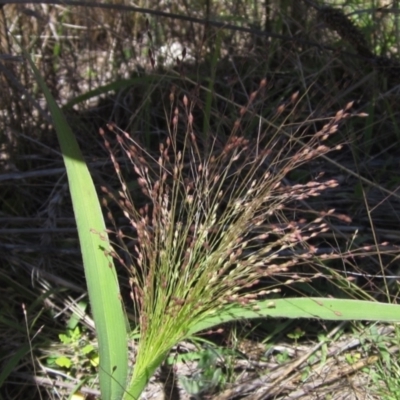 Panicum capillare/hillmanii (Exotic/Invasive Panic Grass) at Holt, ACT - 26 Feb 2021 by pinnaCLE