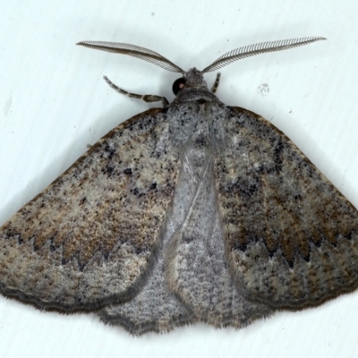 Furcatrox (genus) (A Cape-moth) at Ainslie, ACT - 10 Mar 2021 by jbromilow50
