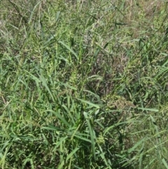 Echinochloa crus-galli (Barnyard Grass) at Holt, ACT - 26 Feb 2021 by pinnaCLE
