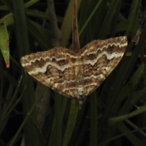 Chrysolarentia heliacaria at Paddys River, ACT - 8 Mar 2021 01:50 PM