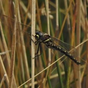 Synthemis eustalacta at Paddys River, ACT - 8 Mar 2021