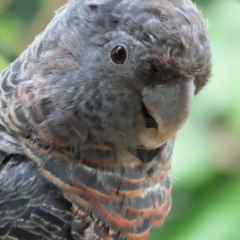 Callocephalon fimbriatum at Griffith, ACT - 11 Mar 2021