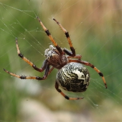 Salsa fuliginata (Sooty Orb-weaver) at Paddys River, ACT - 8 Mar 2021 by JohnBundock