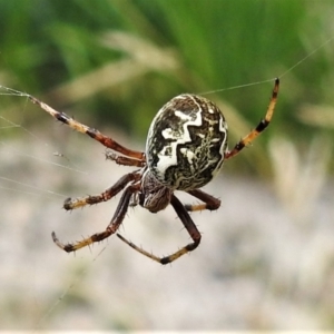 Salsa fuliginata at Paddys River, ACT - 8 Mar 2021