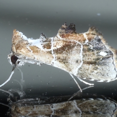 Arrade leucocosmalis (A Hypeninae moth) at Ainslie, ACT - 10 Mar 2021 by jb2602