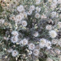 Vittadinia gracilis (New Holland Daisy) at The Fair, Watson - 10 Mar 2021 by waltraud