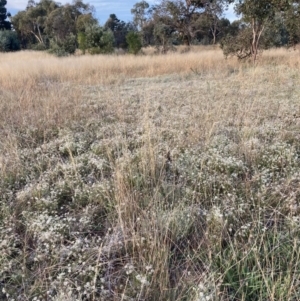 Vittadinia gracilis at Watson, ACT - 10 Mar 2021 06:54 PM