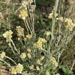 Pseudognaphalium luteoalbum (Jersey Cudweed) at The Fair, Watson - 10 Mar 2021 by waltraud