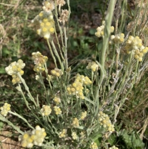 Pseudognaphalium luteoalbum at Watson, ACT - 10 Mar 2021 02:57 PM