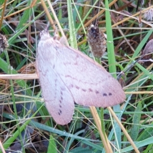 Entometa apicalis at Holt, ACT - 22 Feb 2021