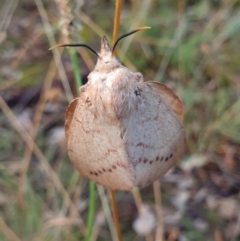 Entometa apicalis at Holt, ACT - 22 Feb 2021