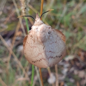 Entometa apicalis at Holt, ACT - 22 Feb 2021