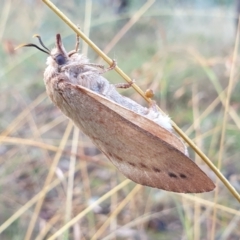 Entometa apicalis at Holt, ACT - 22 Feb 2021