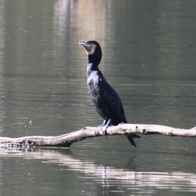 Phalacrocorax carbo (Great Cormorant) at West Albury, NSW - 9 Mar 2021 by PaulF
