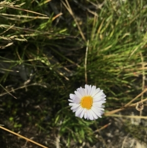 Brachyscome scapigera at Bimberi, NSW - 6 Mar 2021