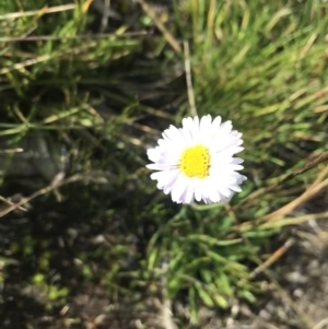 Brachyscome scapigera at Bimberi, NSW - 6 Mar 2021