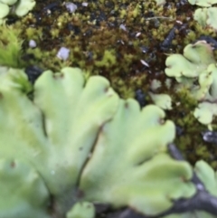 Marchantia berteroana (Liverwort) at Kosciuszko National Park - 6 Mar 2021 by Tapirlord