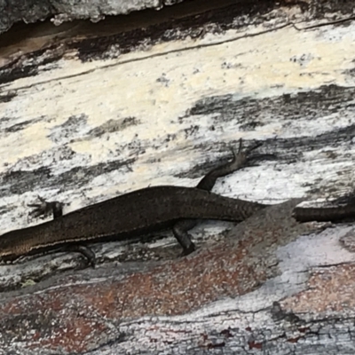 Pseudemoia entrecasteauxii (Woodland Tussock-skink) at Bimberi, NSW - 6 Mar 2021 by Tapirlord