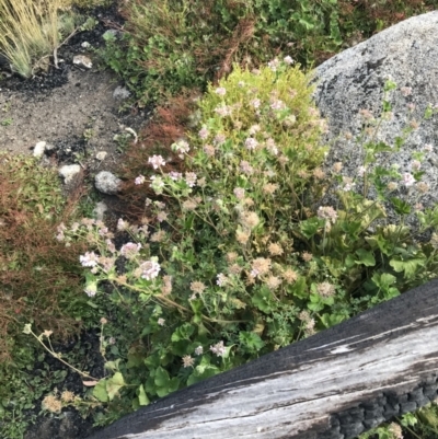 Pelargonium australe (Austral Stork's-bill) at Bimberi, NSW - 6 Mar 2021 by Tapirlord