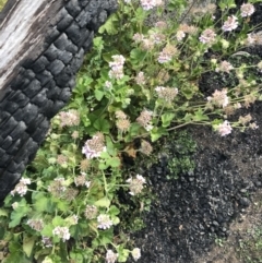 Pelargonium australe at Bimberi, NSW - 6 Mar 2021