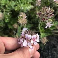 Pelargonium australe at Bimberi, NSW - 6 Mar 2021