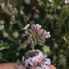 Pelargonium australe at Bimberi, NSW - 6 Mar 2021