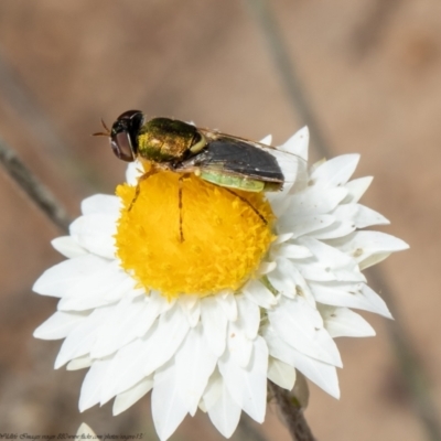 Odontomyia decipiens (Green Soldier Fly) at Molonglo River Reserve - 11 Mar 2021 by Roger