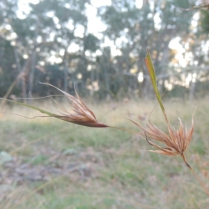 Themeda triandra at Brindabella, NSW - 1 Mar 2021