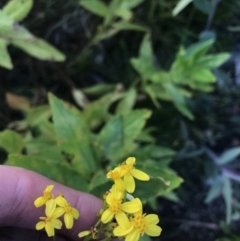 Senecio linearifolius var. latifolius at Bimberi, NSW - 6 Mar 2021 by Tapirlord