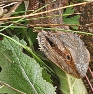 Pogona barbata at Kambah, ACT - suppressed