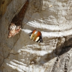 Vanessa itea (Yellow Admiral) at Michelago, NSW - 30 Jan 2021 by Illilanga