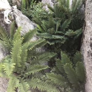 Polystichum proliferum at Bimberi, NSW - 6 Mar 2021