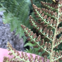 Polystichum proliferum at Bimberi, NSW - 6 Mar 2021